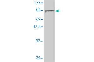 Western Blot detection against Immunogen (116. (FES 抗体  (AA 1-822))