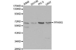 Western blot analysis of extracts of various cell lines, using PPARG antibody. (PPARG 抗体  (AA 50-150))