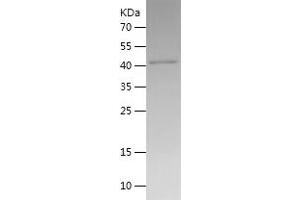 IDO1 Protein (AA 1-403) (His tag)