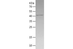 Western Blotting (WB) image for Indoleamine 2,3-Dioxygenase 1 (IDO1) (AA 1-403) protein (His tag) (ABIN7123419)
