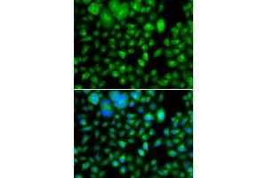 Immunofluorescence analysis of A549 cells using METTL7B antibody (ABIN5974333). (METTL7B 抗体)