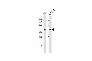 All lanes : Anti-Rnf2 Antibody (Center) at 1:2000 dilution Lane 1: F9 whole cell lysates Lane 2: NCCIT whole cell lysates Lysates/proteins at 20 μg per lane. (RNF2 抗体  (AA 198-232))