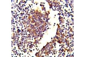 IHC analysis of FFPE human lymph tissue stained with C7 antibody (C7 抗体  (AA 375-403))