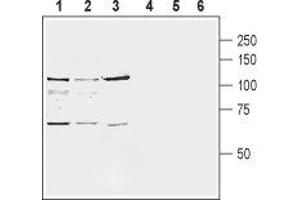 Western blot analysis of rat brain membranes (lanes 1 and 4), mouse brain membranes (lanes 2 and 5) and human SH-SY5Y neuroblastoma cell line lysate (lanes 3 and 6): - 1-3. (GRM8 抗体  (Extracellular, N-Term))