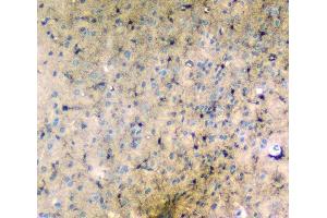 IHC analysis of LRTOMT using anti-LRTOMT antibody (ABIN7602986). (Leucine Rich Transmembrane and 0-Methyltransferase Domain Containing (LRTOMT) (Middle Region) 抗体)