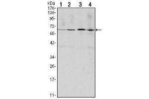 Western Blot showing CCNB1 antibody used against Hela (1), Jurkat (2), K562 (3) and PC-12 (4) cell lysate.
