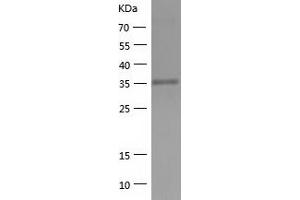 Western Blotting (WB) image for ELAV (Embryonic Lethal, Abnormal Vision, Drosophila)-Like 2 (Hu Antigen B) (ELAVL2) (AA 1-346) protein (His tag) (ABIN7122758) (ELAVL2 Protein (AA 1-346) (His tag))