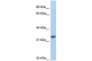PURG antibody used at 0. (PURG 抗体  (N-Term))