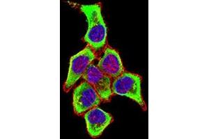 Immunofluorescence analysis of Hela cells using CD169 mouse mAb (green). (Sialoadhesin/CD169 抗体  (AA 20-197))