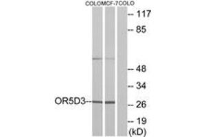 Western blot analysis of extracts from COLO205 cells/MCF-7 cells, using OR5D3 Antibody. (OR5D3P 抗体  (AA 148-197))