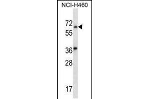 Western blot analysis in NCI-H460 cell line lysates (35ug/lane). (LINGO3 抗体  (C-Term))