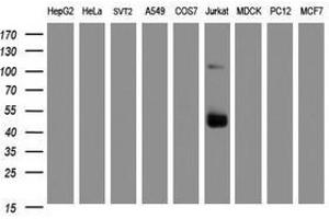 Image no. 5 for anti-CD2 (CD2) antibody (ABIN1497193) (CD2 抗体)