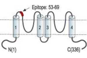 anti-Potassium Channel Subfamily K Member 1 (KCNK1) (AA 53-69), (Extracellular), (P1 Loop) antibody