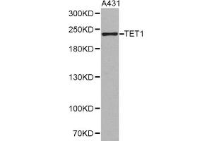 Western blot analysis of extracts of A-431 cells, using TET1 antibody (ABIN1875060). (TET1 抗体)