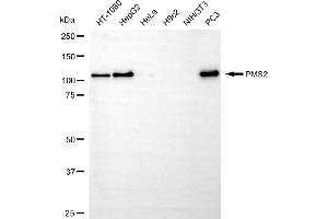 Western blotting analysis using PMS2 antibody (ABIN7799858).