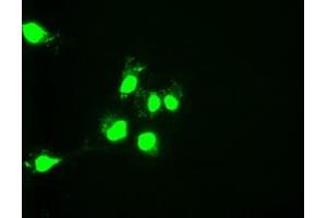 Anti-HNF6 mouse monoclonal antibody (ABIN2452681) immunofluorescent staining of COS7 cells transiently transfected by pCMV6-ENTRY HNF6 (RC218219). (ONECUT1 抗体  (AA 85-198))