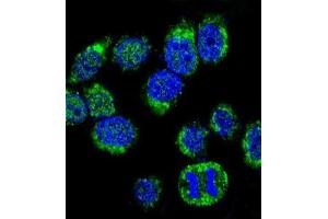 Immunofluorescence (IF) image for anti-Calmodulin 1 (Calm1) antibody (ABIN3003797)