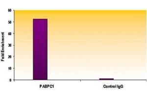 Histone H3 trimethyl Lys4 antibody tested by ChIP analysis. (Histone 3 抗体  (H3K4me3))