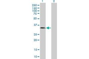 Western Blot analysis of BXDC1 expression in transfected 293T cell line by BXDC1 MaxPab polyclonal antibody. (RPF2 抗体  (AA 1-306))