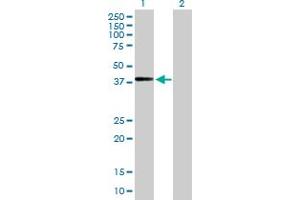Western Blot analysis of ADAMTSL4 expression in transfected 293T cell line by ADAMTSL4 MaxPab polyclonal antibody. (ADAMTSL4 抗体  (AA 1-424))