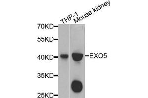 Western blot analysis of extracts of various cells, using EXO5 antibody. (EXO5 抗体)