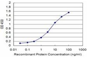 Detection limit for recombinant GST tagged BRAF is approximately 0. (BRAF 抗体  (AA 138-231))