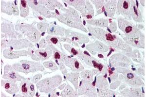 Human Heart (formalin-fixed, paraffin-embedded) stained with Histone H2B antibody ABIN291581 at 5 ug/ml followed by biotinylated goat anti-rabbit IgG secondary antibody ABIN481713, alkaline phosphatase-streptavidin and chromogen. (Histone H2B 抗体  (AA 111-125))