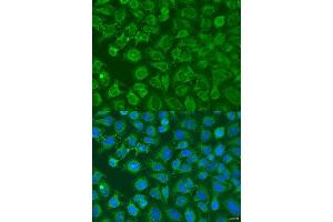 Immunofluorescence (IF) image for anti-Eukaryotic Translation Initiation Factor 2B, Subunit 1 Alpha, 26kDa (EIF2B1) (AA 1-305) antibody (ABIN6140035)