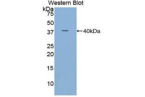 Western Blotting (WB) image for anti-Trefoil Factor 3 (Intestinal) (TFF3) (AA 22-80) antibody (ABIN1078616) (TFF3 抗体  (AA 22-80))