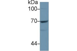 Western Blotting (WB) image for anti-5'-Nucleotidase, Ecto (CD73) (NT5E) (AA 29-500) antibody (ABIN7433327)