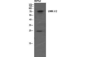 Western Blot (WB) analysis of HepG2 using LIMK-1/2 Polyclonal Antibody. (LIMK-1/2 (Ser104) 抗体)