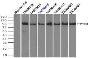Image no. 1 for anti-TYRO3 Protein Tyrosine Kinase (TYRO3) antibody (ABIN1501603) (TYRO3 抗体)