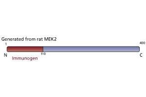Image no. 3 for anti-Mitogen-Activated Protein Kinase Kinase 2 (MAP2K2) (AA 1-110) antibody (ABIN967846) (MEK2 抗体  (AA 1-110))