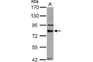 WB Image BAG3 antibody detects BAG3 protein by Western blot analysis. (BAG3 抗体  (C-Term))