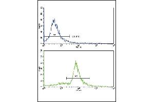 Flow cytometric analysis of ATDC5 cells using MCCC2 Antibody (Center) (bottom histogram) compared to a negative control cell (top histogram). (MCCC2 抗体  (AA 163-189))