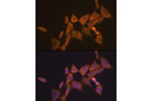 Immunofluorescence analysis of NIH-3T3 cells using  Rabbit mAb (ABIN7265787) at dilution of 1:100 (40x lens). (ATG10 抗体)