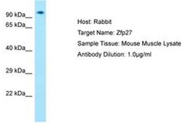 Zinc Finger Protein 27 (ZFP27) (AA 651-700) 抗体