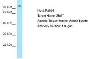 Image no. 1 for anti-Zinc Finger Protein 27 (ZFP27) (AA 651-700) antibody (ABIN6749844)