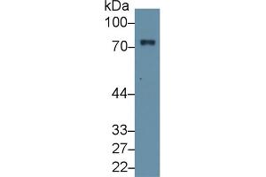 Western Blot; Sample: Mouse Liver lysate; Primary Ab: 1µg/ml Rabbit Anti-Mouse F2 Antibody Second Ab: 0. (Prothrombin 抗体  (AA 44-200))
