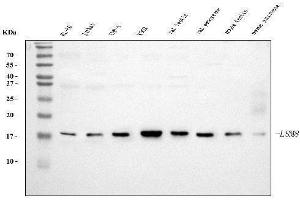 Western blot analysis of LSM8 using anti-LSM8 antibody (ABIN7599578). (NAA38 抗体  (AA 1-96))