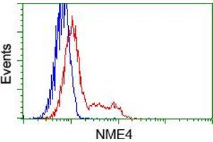 Image no. 7 for anti-NME/NM23 Nucleoside Diphosphate Kinase 4 (NME4) antibody (ABIN1499775) (NME4 抗体)