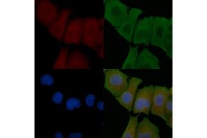 ABIN6257634 and ABIN6274771 staining Hela cells by IF/ICC. (RPL18 抗体  (C-Term))