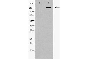 Western blot analysis of Fibronectin 1 expression in HeLa cells. (Fibronectin 1 抗体  (C-Term))