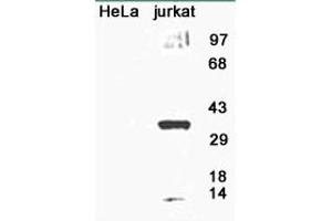 Image no. 1 for anti-8-Oxoguanine DNA Glycosylase (OGG1) (AA 1-100), (N-Term) antibody (ABIN363384) (OGG1 抗体  (N-Term))