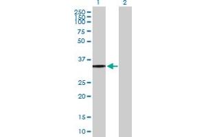 Western Blot analysis of P2RY8 expression in transfected 293T cell line by P2RY8 MaxPab polyclonal antibody. (P2RY8 抗体  (AA 1-359))