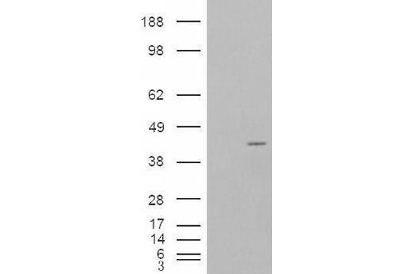 NCF4 抗体  (Internal Region)