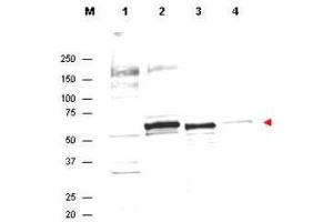Western Blot of Rabbit Anti-AKT Antibody. (AKT1 抗体  (Internal Region))