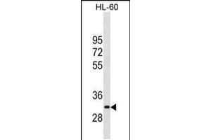 Western blot analysis in HL-60 cell line lysates (35ug/lane). (MMP26 抗体  (AA 96-125))