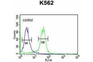 Flow cytometric analysis of K562 cells using JMJD2B Antibody (N-term) Cat. (KDM4B 抗体  (N-Term))
