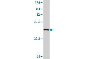 Western Blot detection against Immunogen (37. (s100a4 抗体  (AA 1-101))